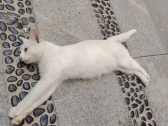 -朱光玉火锅馆(正佳广场店)