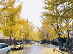 -三里屯东五街银杏大道