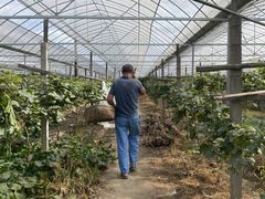 -马陆小张葡萄园农家乐