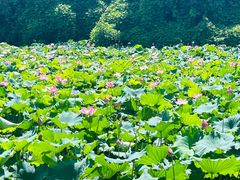 -艾溪湖湿地公园