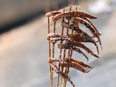 -明瓦廊美食街