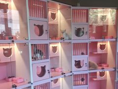 -麒麟缅因猫舍·十五年缅因猫选购中心