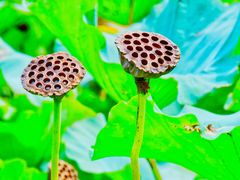 -长兴太湖图影湿地文化园