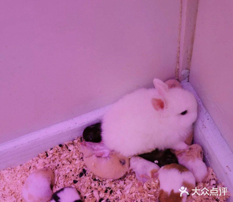 小朋友放电好去处—mini zoo萌宠王国