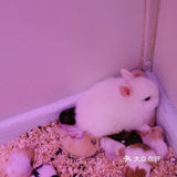 小朋友放电好去处—mini zoo萌宠王国