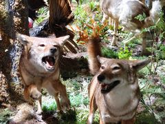 -陕西自然博物馆