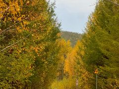 -莫尔道嘎国家森林公园