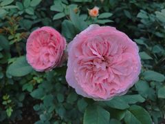 -人民公园(罗湖区)