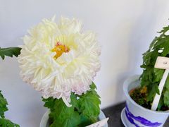-杭州植物园