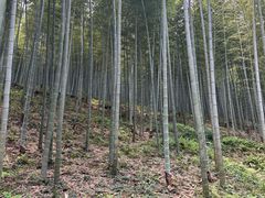 -宜兴龙背山森林公园