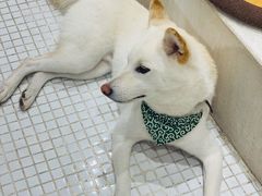 -柴务处·柴犬主题狗咖