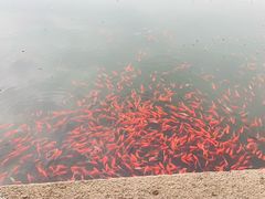 -观桥阁(锦溪店)