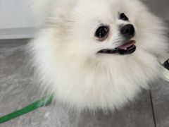 -瑞鹏宠物医院·骨外科·心肾科·肿瘤科(九亭店)
