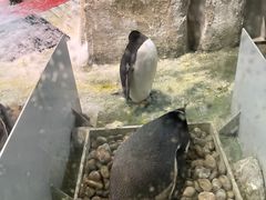 -大连圣亚海洋世界