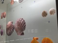 -青岛贝壳博物馆