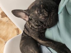 -Let's go狗咖·猫咖·奶狗·桌游(春熙路IFS店)