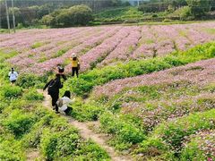 -红山村
