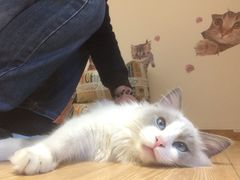 -Pets First伊珊娜洗护·精致美容·家庭式寄养(新会路店)