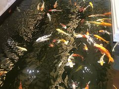 -龙悦湾酒家·八阵鱼生·渔人码头店