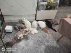 -房东的猫宠物生活馆