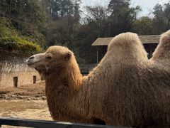 -贵州森林野生动物园