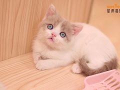 -屋虎猫馆(宝安大仟里店)