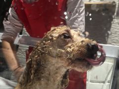 -MOLLY'S萌宠生活馆