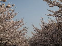 -高东镇樱花园
