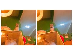 -李小姐の猫咖啡馆(五角场店)