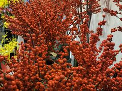 -双季花艺园艺市场(浦东店)