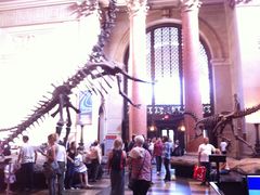 -美国自然历史博物馆