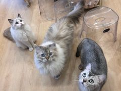 -有喵·猫咖·狗咖·30几只猫10只小狗(岗厦店)
