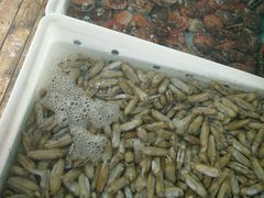 -老码头海鲜烧烤炒菜(广西路店)