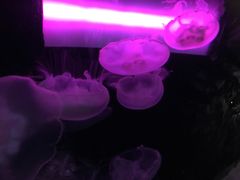 -西雅图水族馆