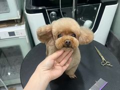 -八公叔叔宠物美容连锁(春申店)