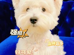 -萌宠之家·腊肠犬·马尔泰·小体犬舍