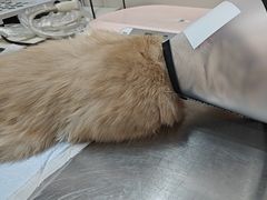 -玖佳宠物医院·泌尿·骨科·中老年病