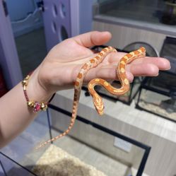 -Moni星球萌宠·小马宝莉·灵蛇·高端高阶全萌宠互动体验俱乐部(红豆国际广场店)