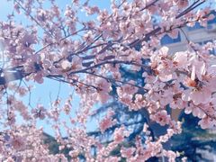 -桃花堤公园