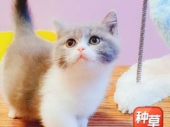 -十年猫舍·猫咪专门店(普陀店)