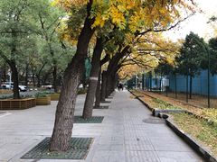 -三里屯东五街银杏大道