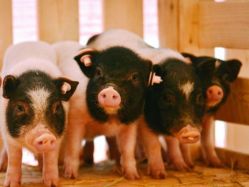 -萌宠亲子动物乐园(槐房万达店)