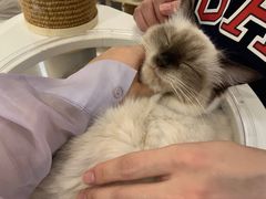 -猫域·湾主题猫咖·宠物吧(南坪城市广场店)