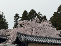 -醍醐寺