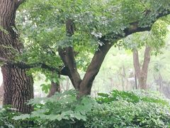 -上海市龙华烈士陵园