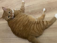 -芭比堂爱心动物医院(柯桥康爱分院)