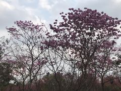 -天适樱花悠乐园