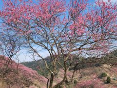 -新建村梅花