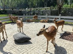 -北京野生动物园