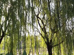 -南翔镇银翔湖公园